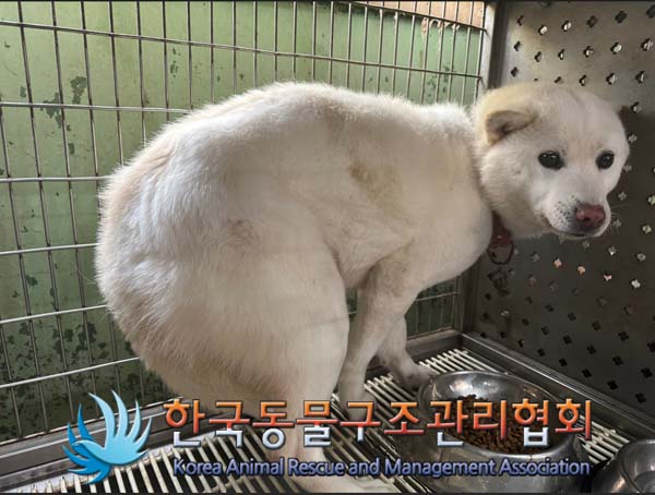 한국동물구조관리협회_441409202500069